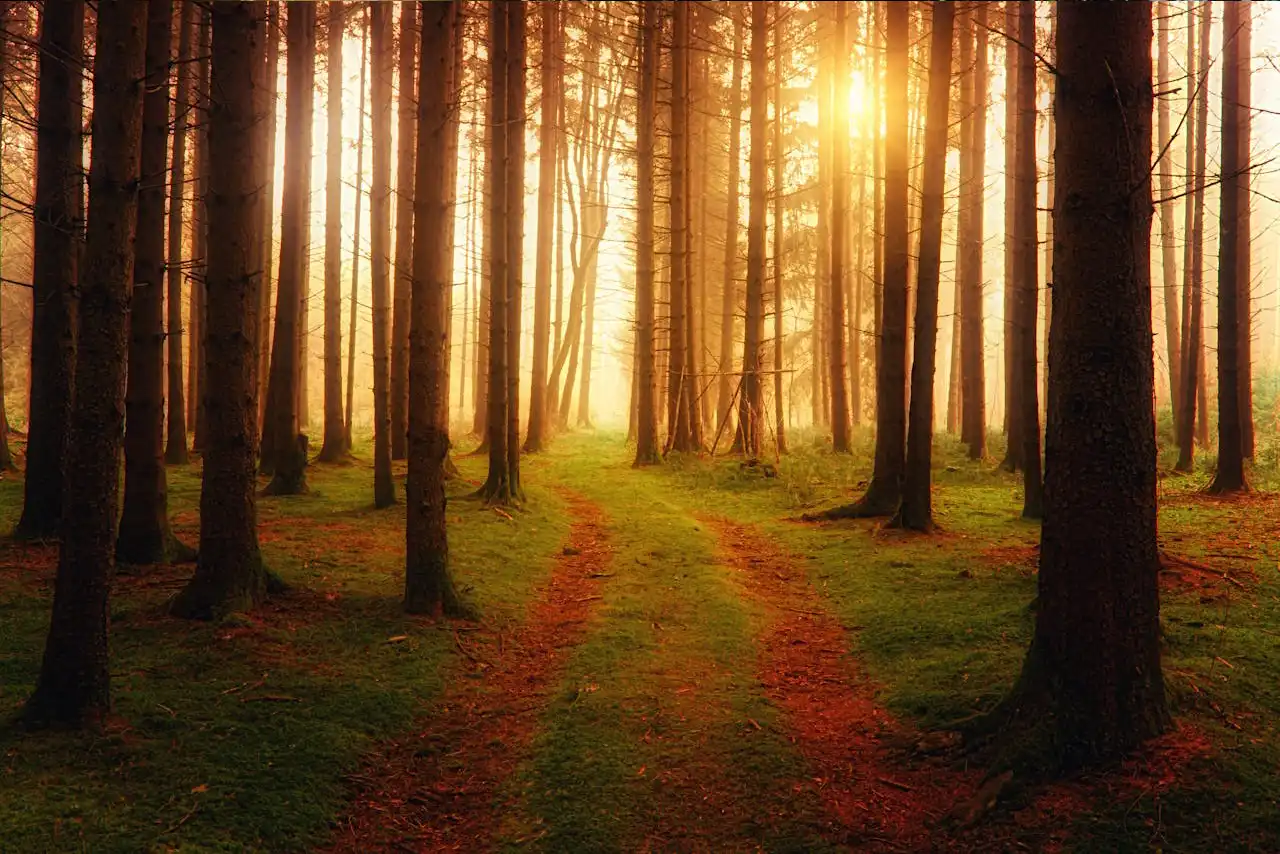 Sunlit forest path with tall trees.