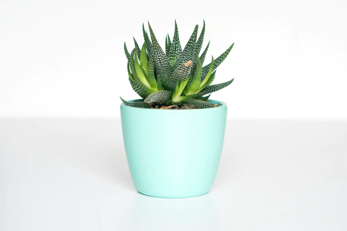 Succulent plant in a light blue pot.