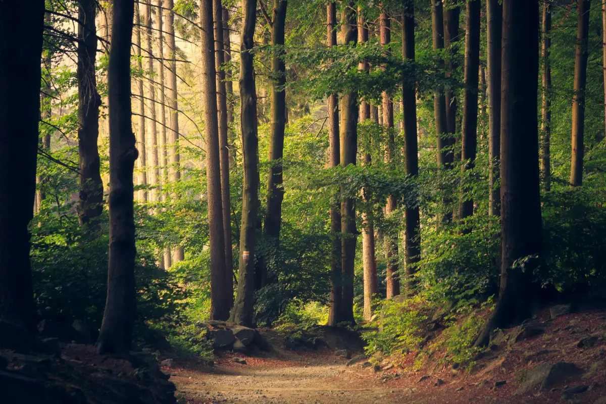 Forest path surrounded by tall trees.