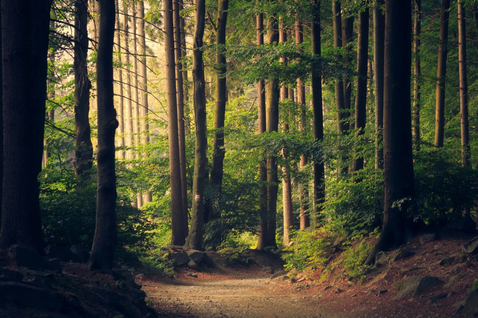 Forest path with tall, sunlit trees.