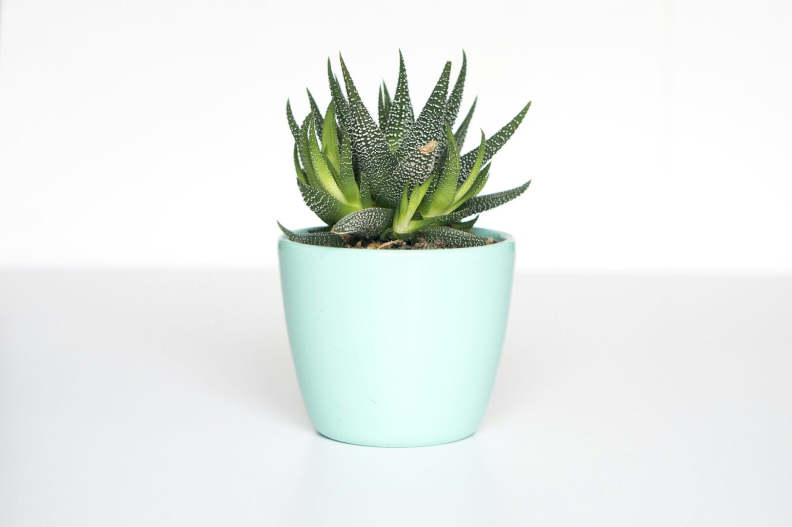 Succulent plant in a light blue pot.