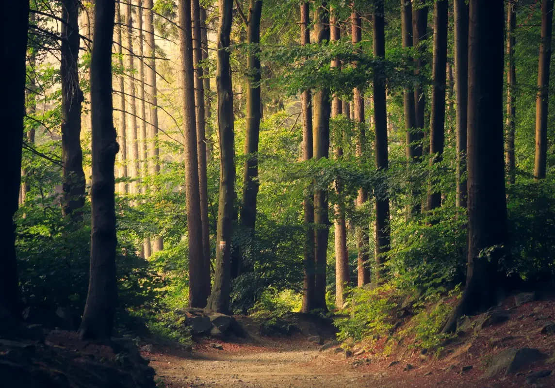 Forest path surrounded by tall trees.
