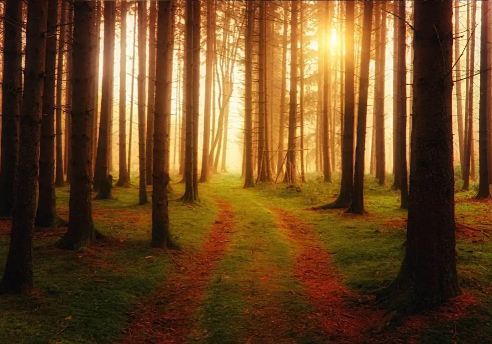 Sunlit forest path with tall trees.